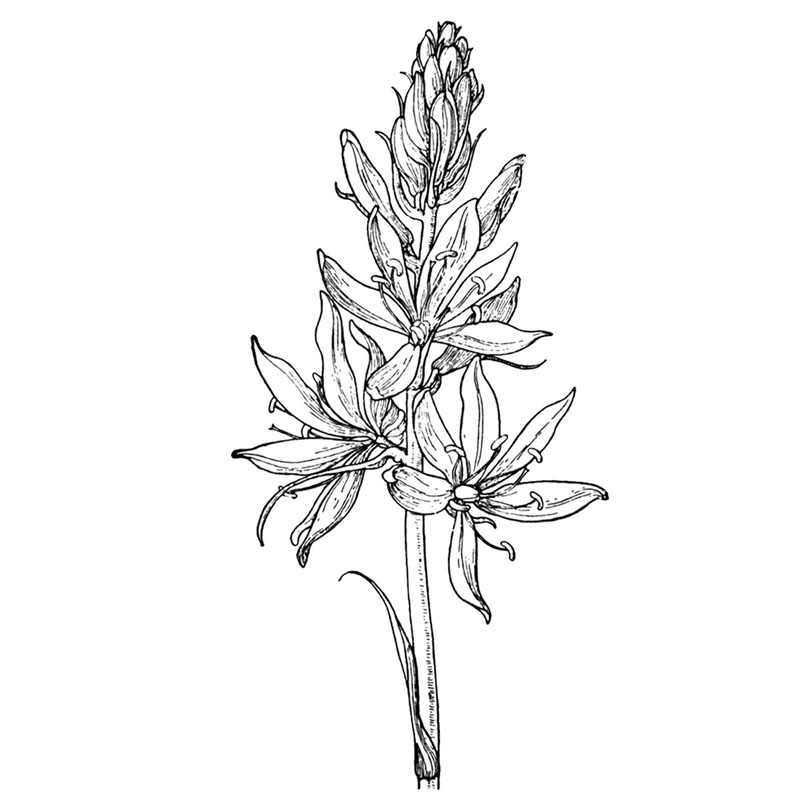 #2323 - Flower - Nature